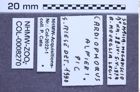 Etiketten zu Cardiophorus alfierii (Pic, 1931) (NHMW-ZOO-COL-0008270)